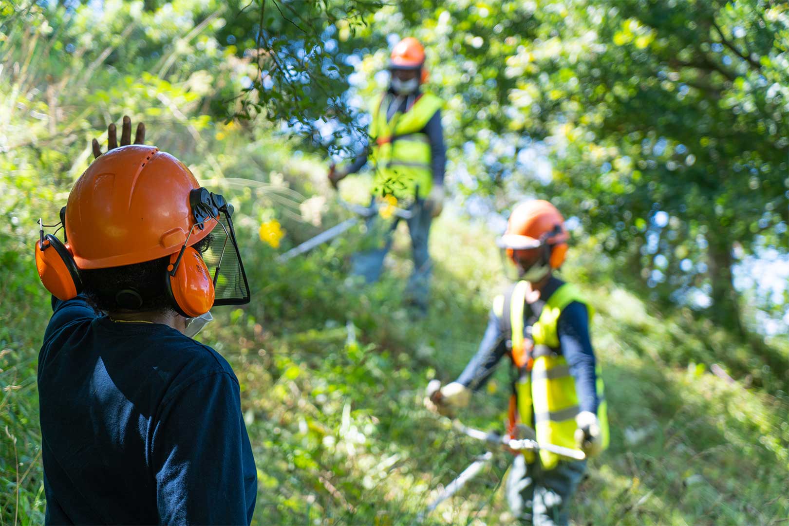 Travaux de coupe pour professionnels et particuliers